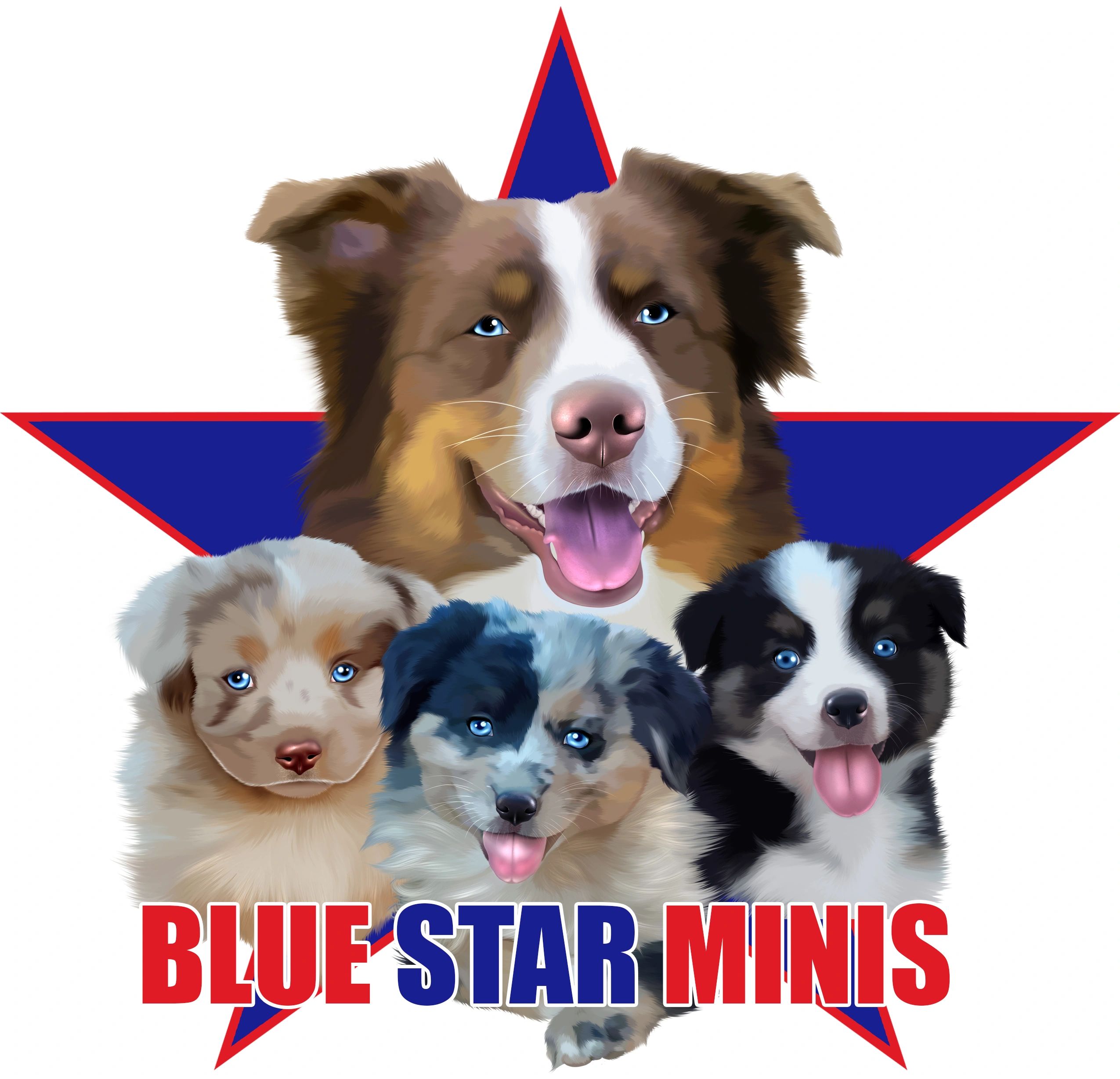 Blue buckaroo discount mini aussies